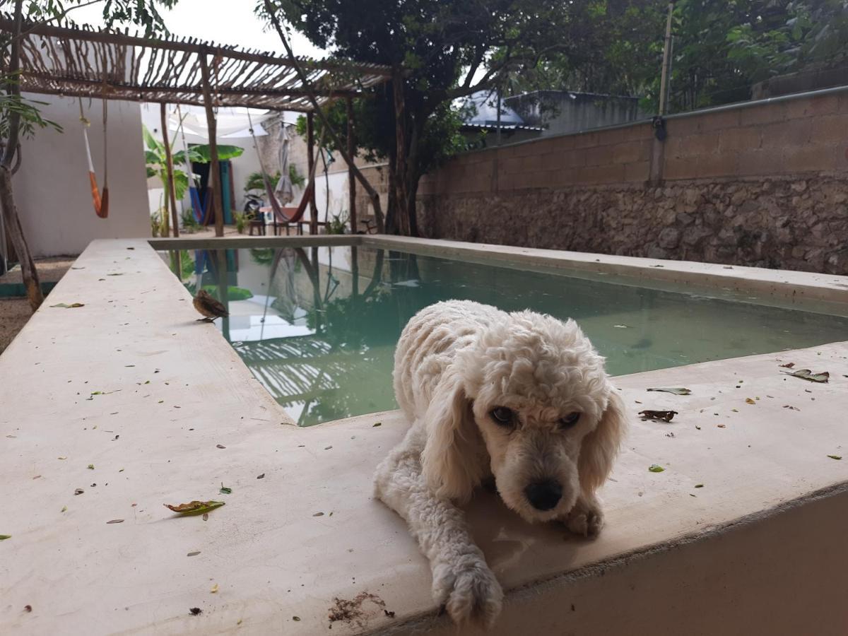 Guaya Hostel Mérida Εξωτερικό φωτογραφία